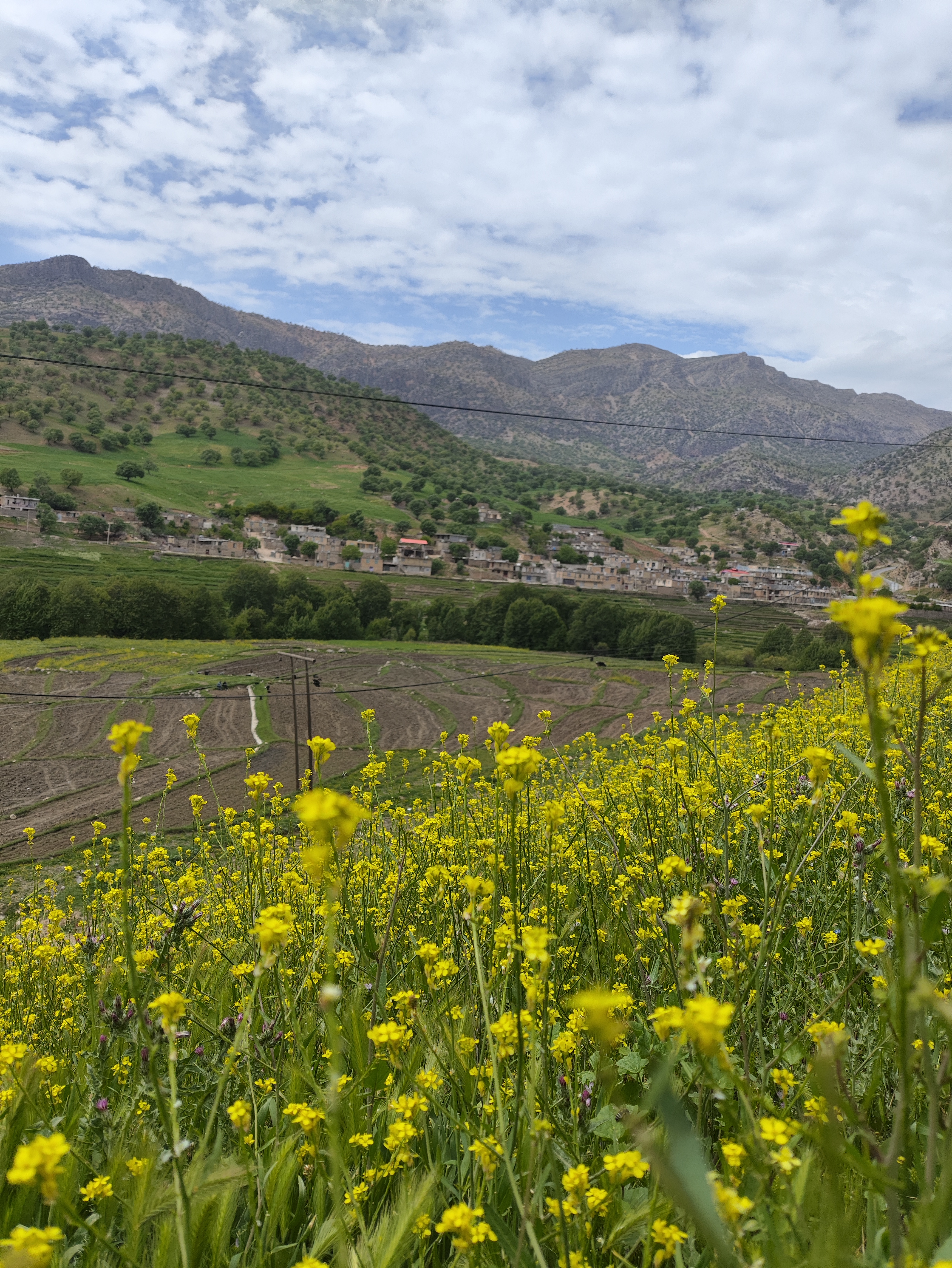 کیا کیانی فر