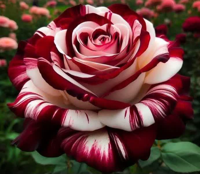 محمدامین محبوبی