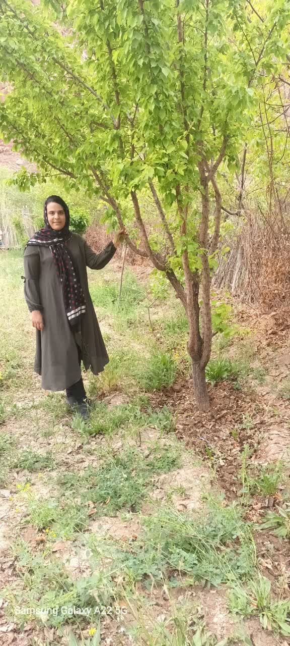 نگین تاج الدین