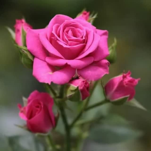 آیدا عبدالعلی زاده