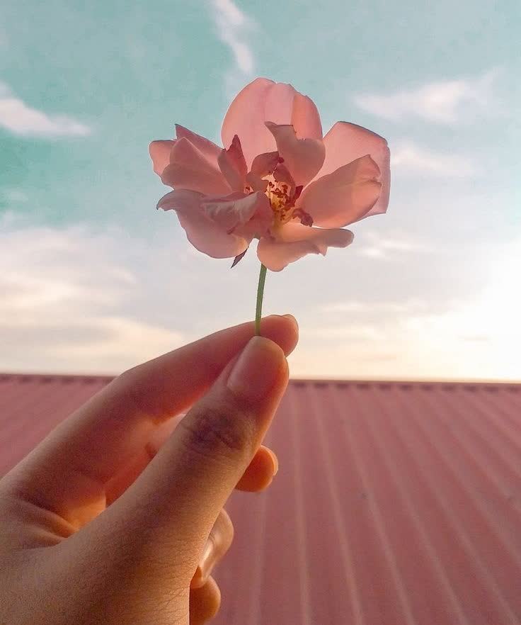 ریحانه  ترابی