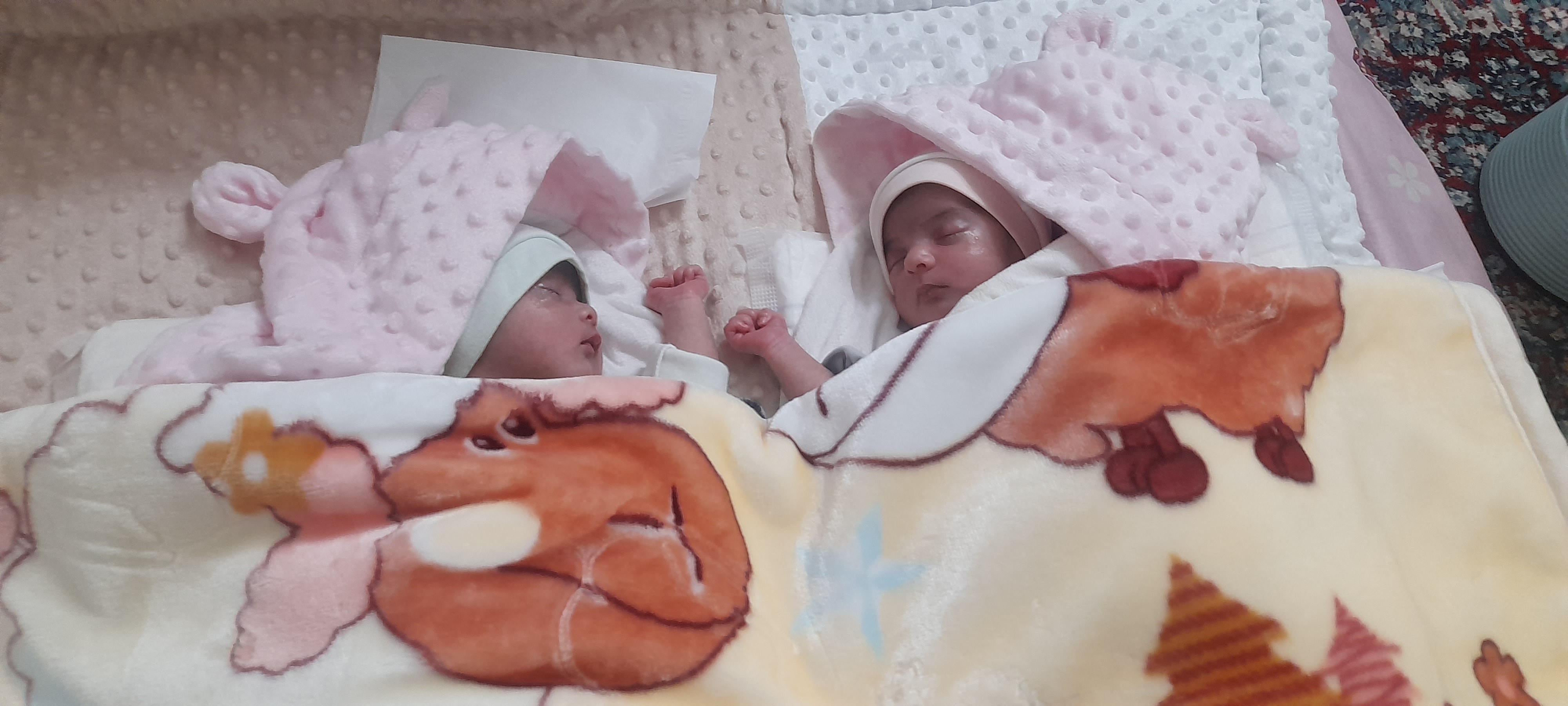 هایلین نوربخش دولق